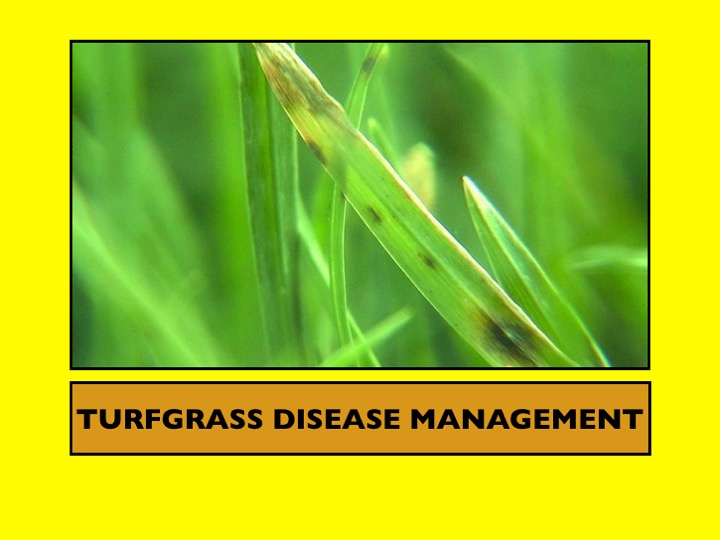 Turfgrass Disease Management