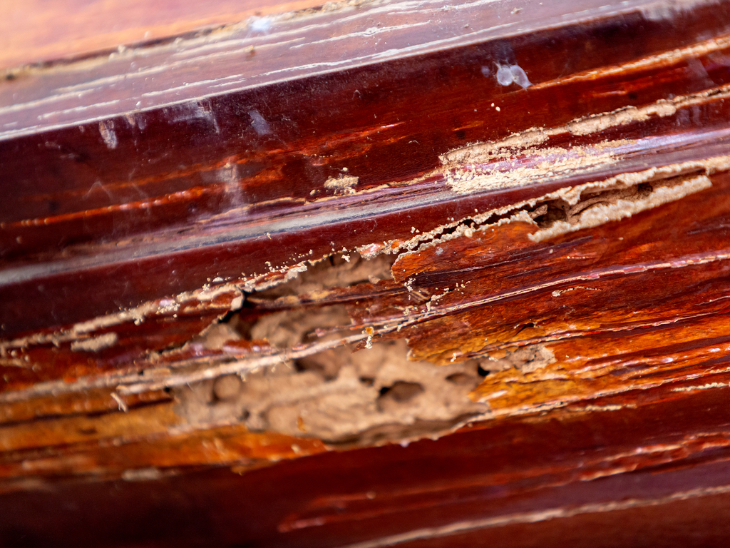 5-Hour Termite Category Course 5-Hour Termite Category Course