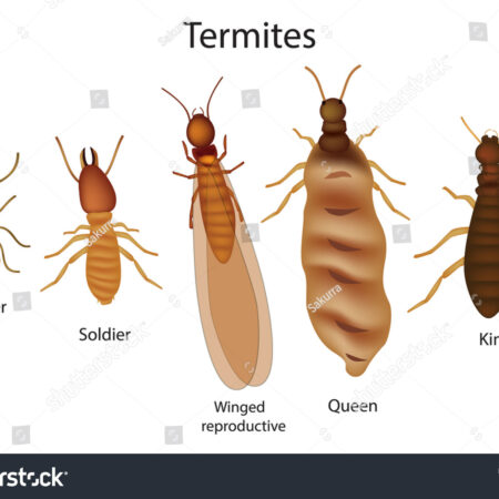 stock-vector-caste-system-of-termites-700118659